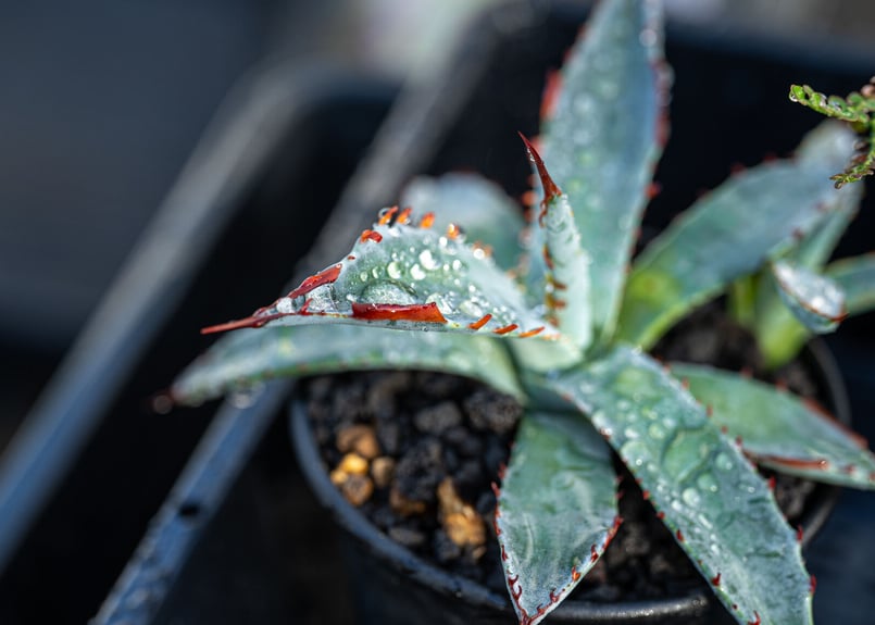 屈原の舞扇 子株付 アガベ 裏棘 アガベ 屈原の舞扇 - Johnny the planter