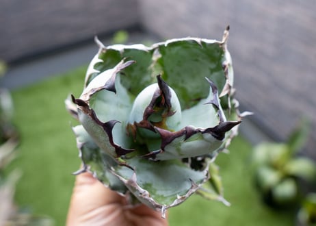 Agave B&B  №2