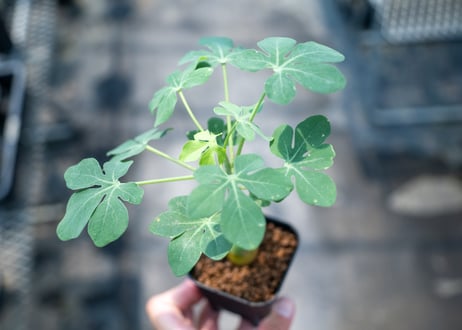 アデニア グラウカ  Adenia glauca　NO.7