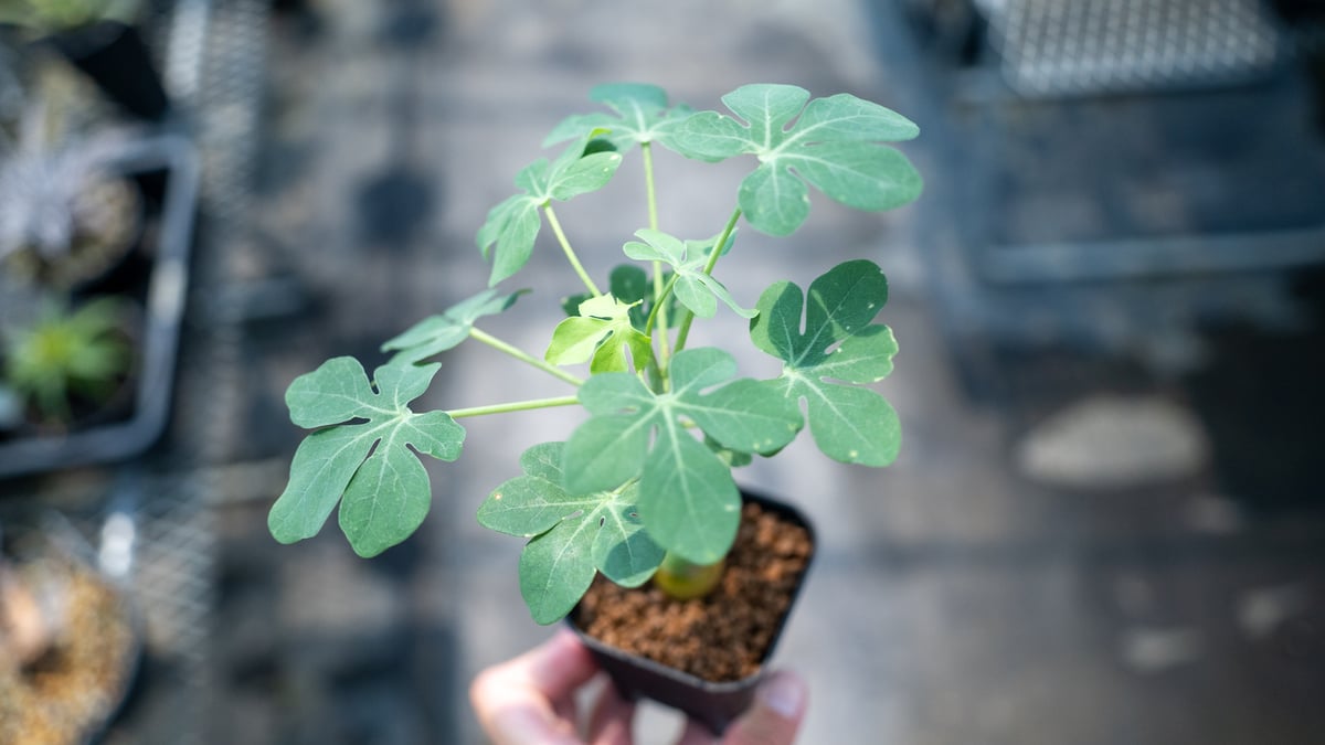 【お知らせページ】アデニアグラウカ　種子 Yahoo!オークション - 12月入荷 アデニア グラウカ 3粒 種 種子