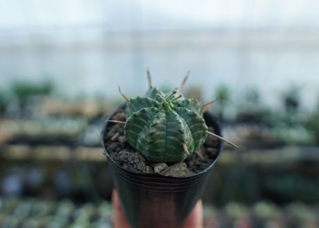 ユーフォルビア　バリダ　Euphorbia valida　No.2