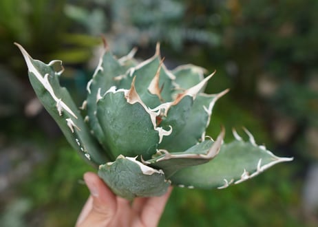 Agave titanota 白鯨 B NO.6