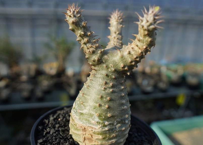 パキポディウム マカイエンセ Pachypodium makayense No.2 | man