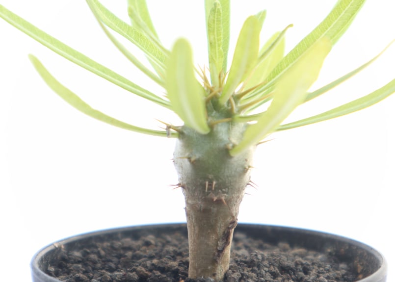 アンボンゲンセ2本 ホロンベンセ1本 値下げしました。 パキポディウム