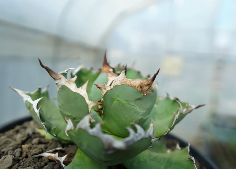 アガベ チタノタ　ドワーフ　実生　多頭　モンスト　トリプルヘッド　オテロイ　群生 アガベ チタノタ ドワーフ ボールタイプ “姫厳竜” （発根済み