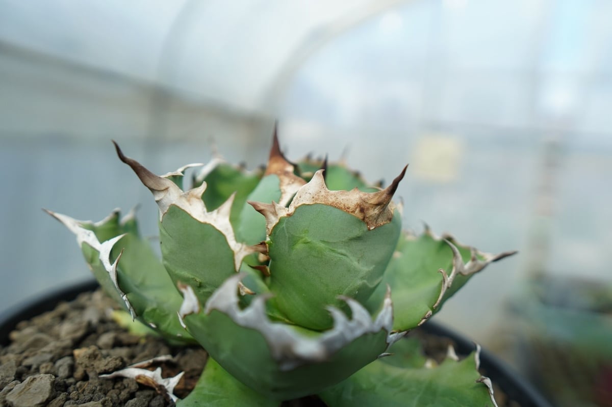 アガベ チタノタ ドワーフ agave titanota dwarf No.2 | mana