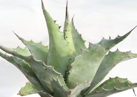 Agave ovatifolia Kelly Griffin selection