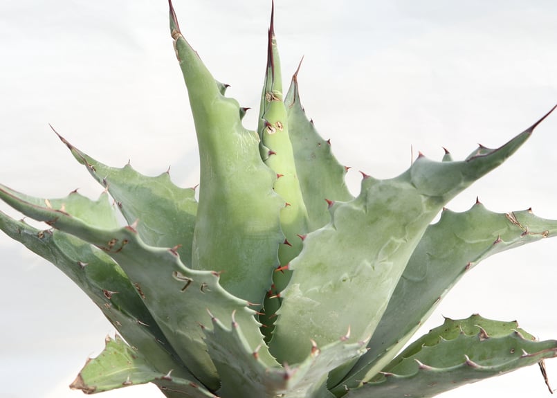 Agave ovatifolia Kelly Griffin selection | mana