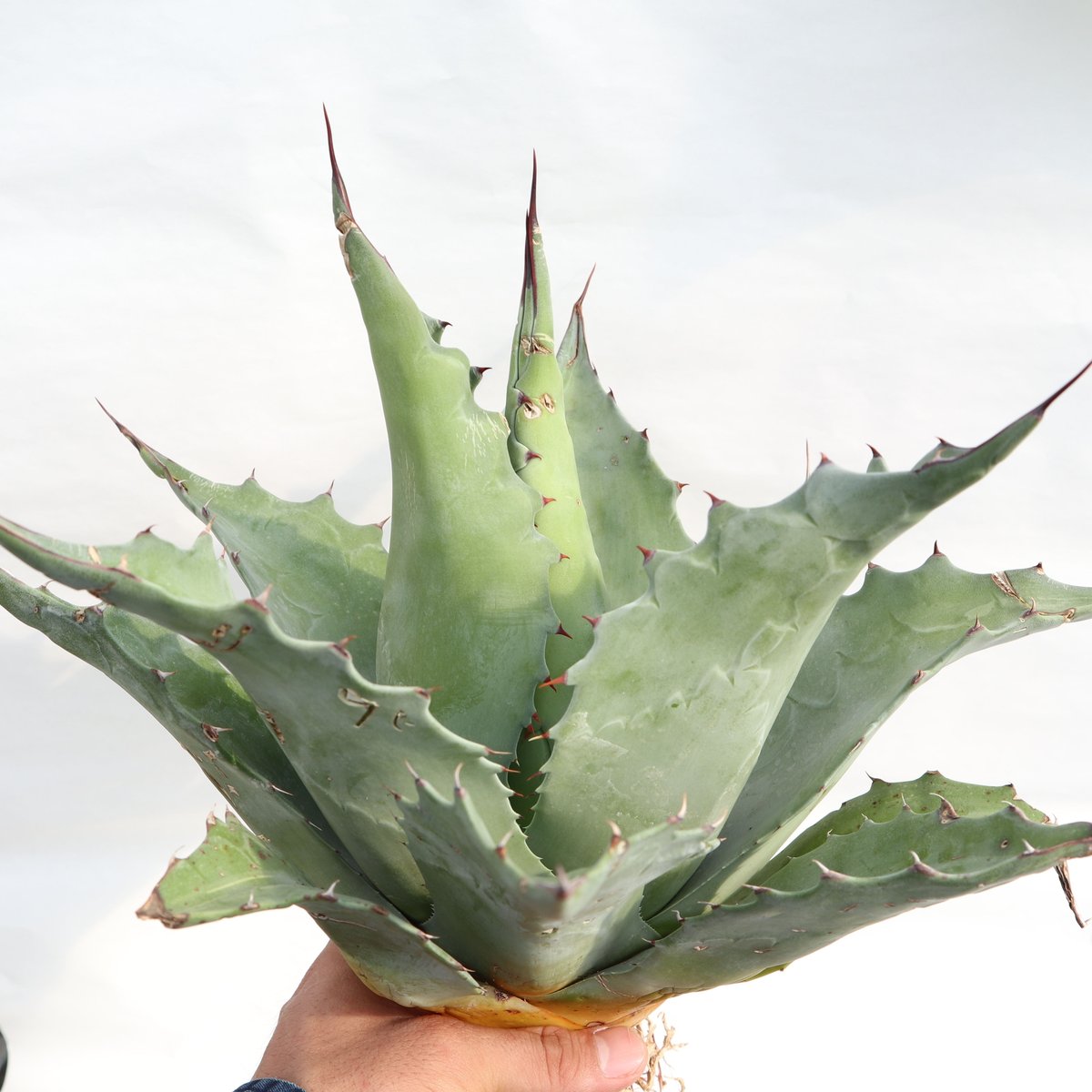 Agave ovatifolia 'Moby' TC 【※発根済み】② Agave ovatifolia