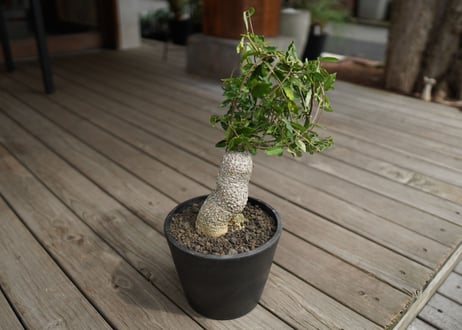 フォッケア　エデュリス　火星人　Fockea edulis