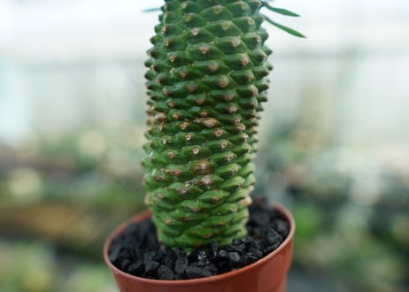 ユーフォルビア　ソテツキリン "パイナップルコーン"　Euphorbia sotetsukirin  No.2