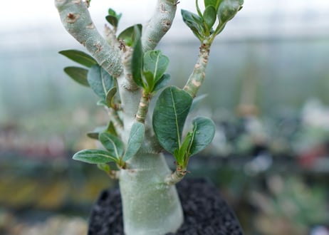 アデニウム　Adenium　No.1