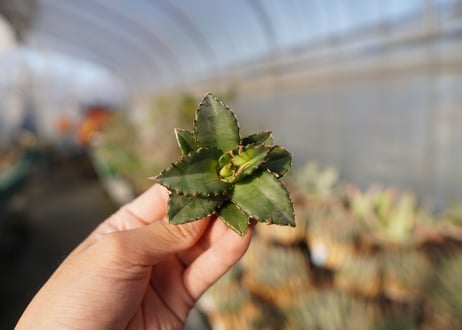 agave titanota ソーラーエクリプス　 NO.5