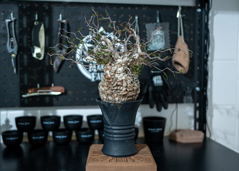 販売中KINGパキプスの葉がなかった時の写真 | mana's farm:塊根植物