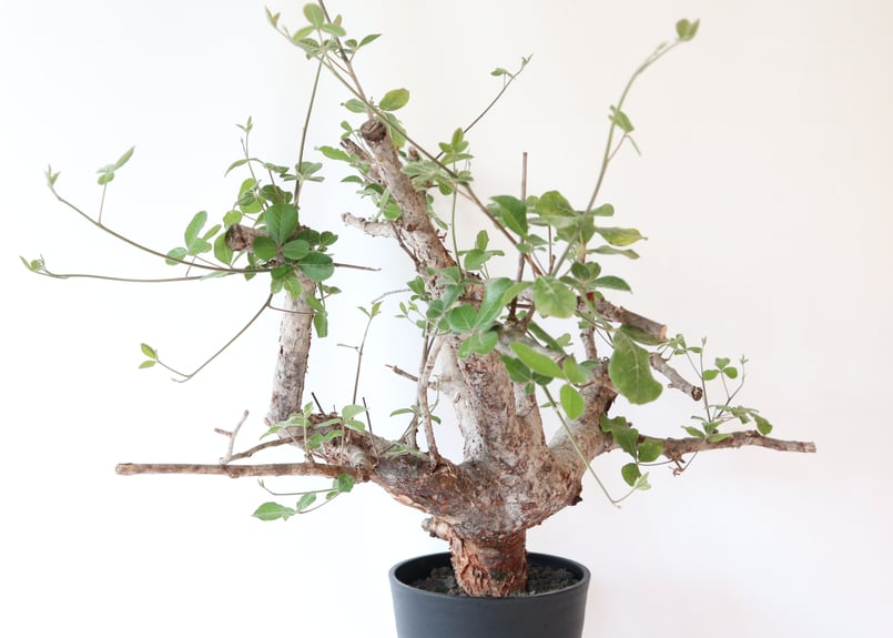 コミフォラ　オルビクラリス コミフォラ オルビクラリス オンライン ショップ