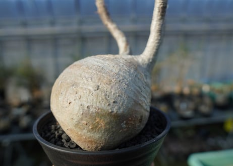 パキポディウム　グラキリス　 Pachypodium Gracilius  No.2