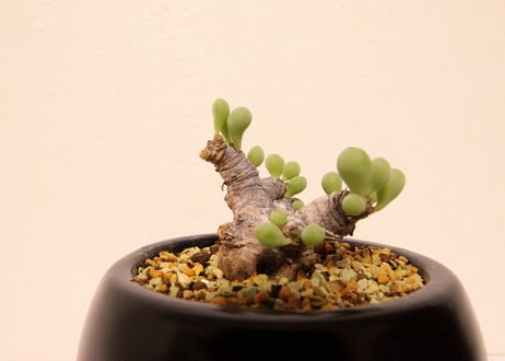 オトンナ クラビフォリア Othonna clavifolia