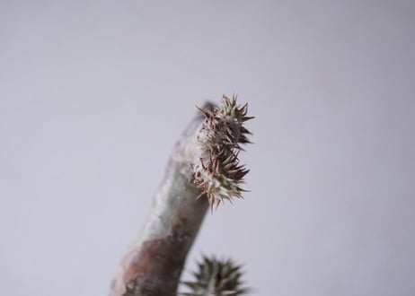 Pachypodium densiflorum