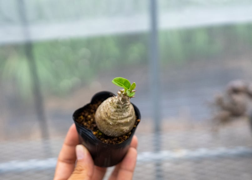 パキポディウム ウィンゾリー 沖縄実生 No.5 | mana's farm:塊根植物