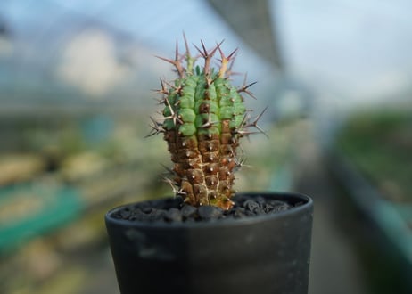 ユーフォルビア　群星冠　Euphorbia stellispina  No.1