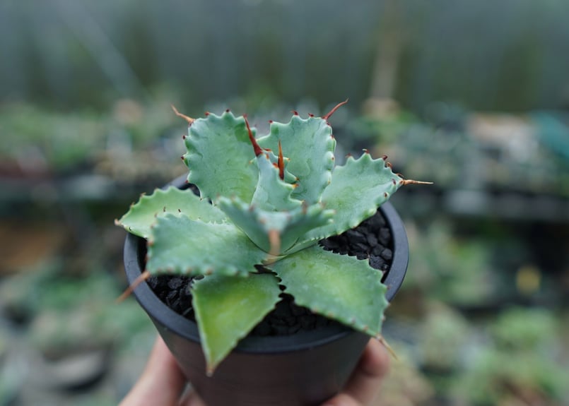 アガベ イシスメンシス Agave Isthmensis No.1 | mana's farm