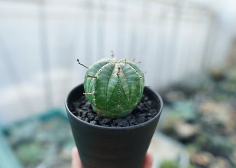 ユーフォルビア　スーパーバリダ　Euphorbia super valida