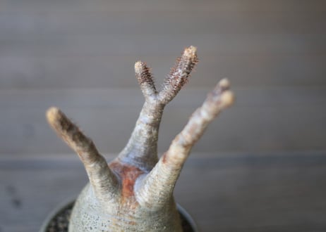 グラキリス　 Pachypodium Gracilius