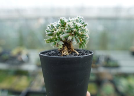 トリコディアデマ　デンサム　Trichodiadema densum  No.1