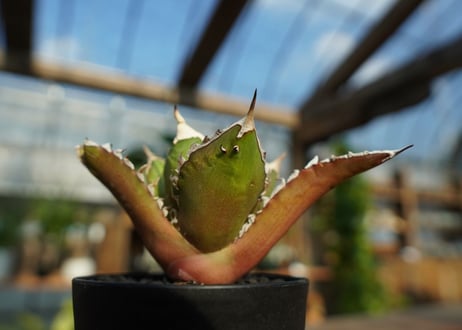アガベ　チタノタ　レッドキャットウィーズル　Agave titanota Red catweezle　No.4