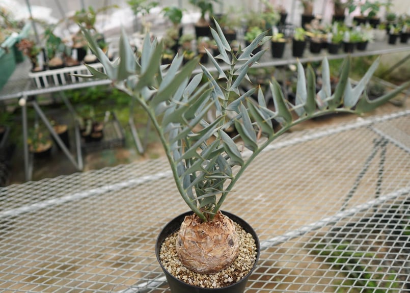 エンセファラルトス ホリダス Encephalartos horridus NO.4 |