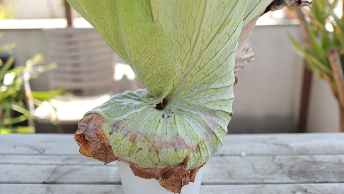 現物売り・ビカクシダ　グランデ（Platycerium grande）