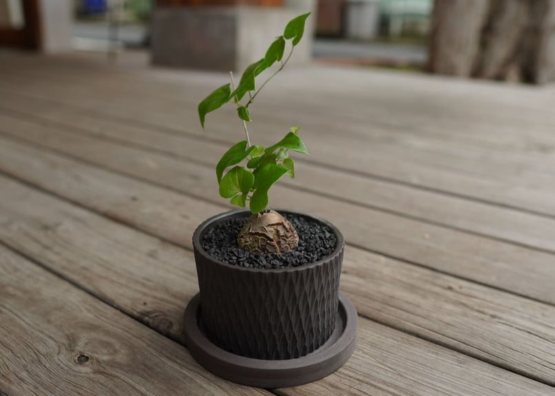 優良株 【亀甲竜】 塊根植物 鉢ごと発送します ③ 優良株 【亀甲竜】 塊根植物 鉢ごと発送します ③ 【塊根植物