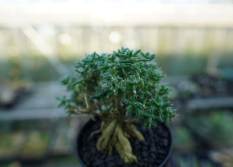 トリコディアデマ ステラツム　Trichodiadema stellatum  No.5