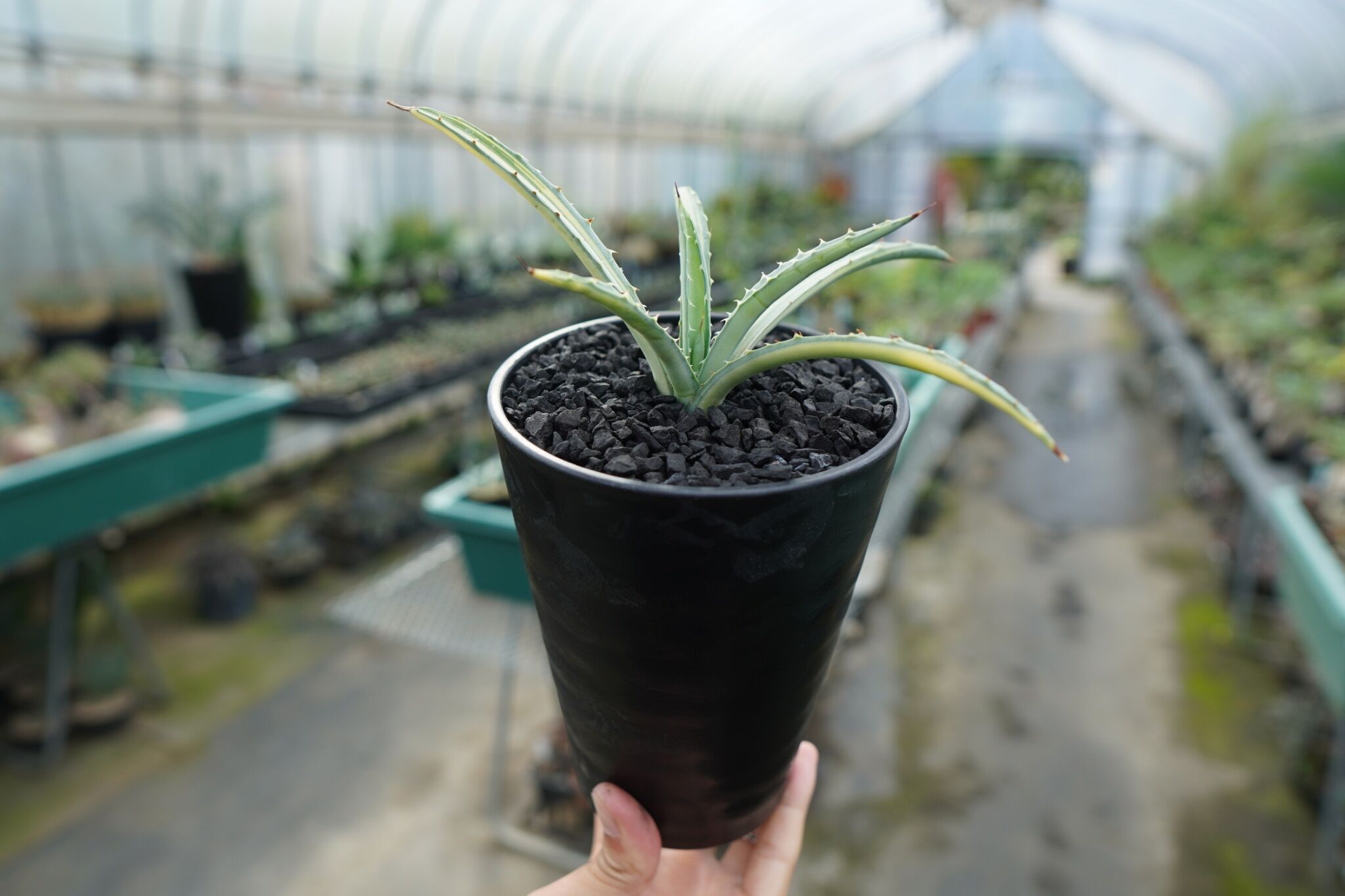 Agave macroacantha variegata マクロアカンサ錦　子株 アガベ マクロアカンサ錦 Agave macroacantha variegata | man