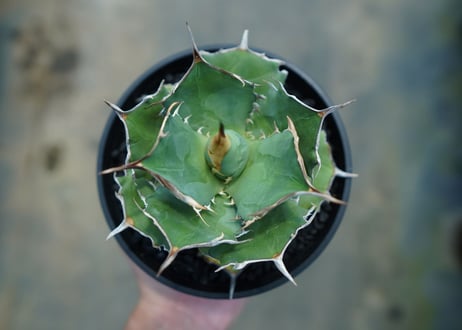 アガベ　チタノタ　獅子光　agave titanota  lion light