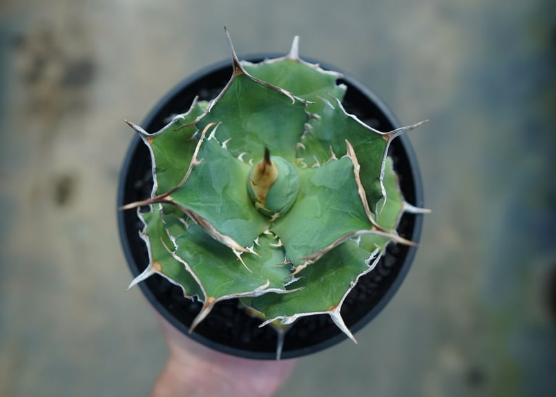 アガベ チタノタ 獅子光 agave titanota lion light | mana' アガベ チタノタ 獅子光 agave titanota lion light | mana'
