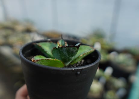 【特選株】アガベ　チタノタ　ブルー　agave titanota Blue 　No.1