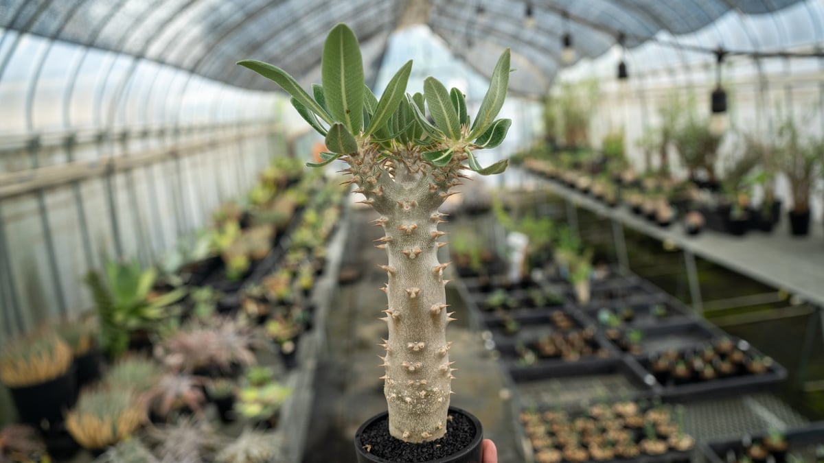 パキポディウム デンシフローラム NO.2 | mana's farm:塊根植物