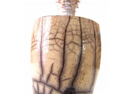 パキポディウム ロスラーツム　 Pachypodium rosulatum  france pot