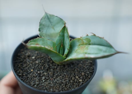 アガベ　チタノタ　ホワイトアイス 　agave titanota whiteice