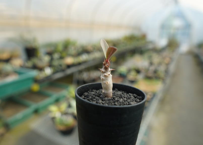 パキポディウム　バロニー　実生3年目　セラアート3寸ロング鉢　塊根植物 パキポディウム バロニー 実生3年目 セラアート3寸ロング鉢 塊根植物