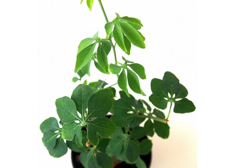 アデニア　グラウカ　Adenia glauca 幻蝶かずら Adenia glauca アデニア グラウカ 幻蝶かずら | mana's farm:塊根