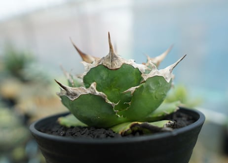 アガベ　チタノタ　獅子光　agave titanota  lion light