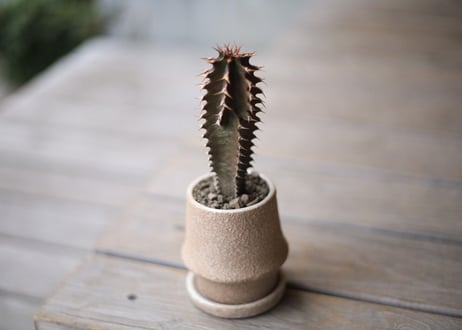 黒麒麟　Euphorbia canariensis