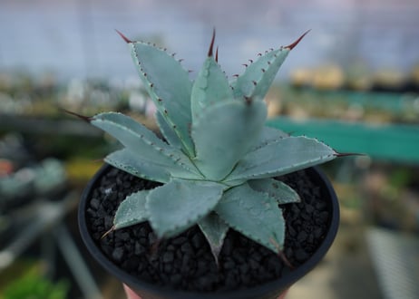 アガベ　ドラゴントゥース　Agave Dagontoes　No.2