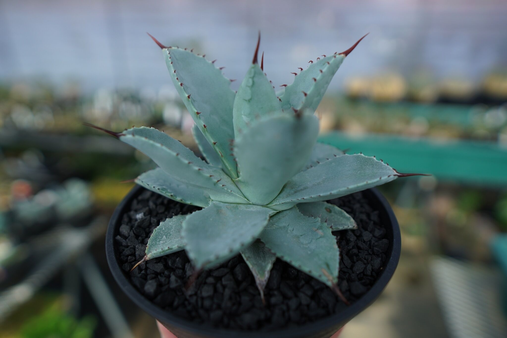アガベ ドラゴントゥース Agave Dagontoes No.2 | mana's farm