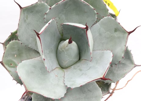 Agave parryi var truncata Huntington  №3