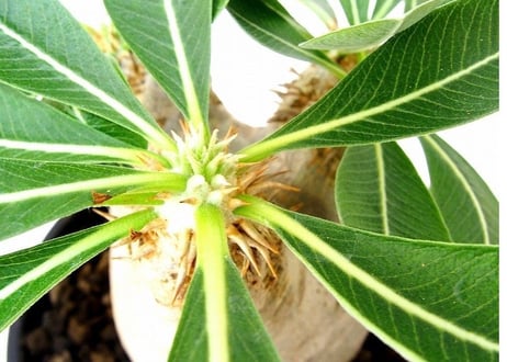 Pachypodium eburneum 　パキポディウム エブレネウム №１