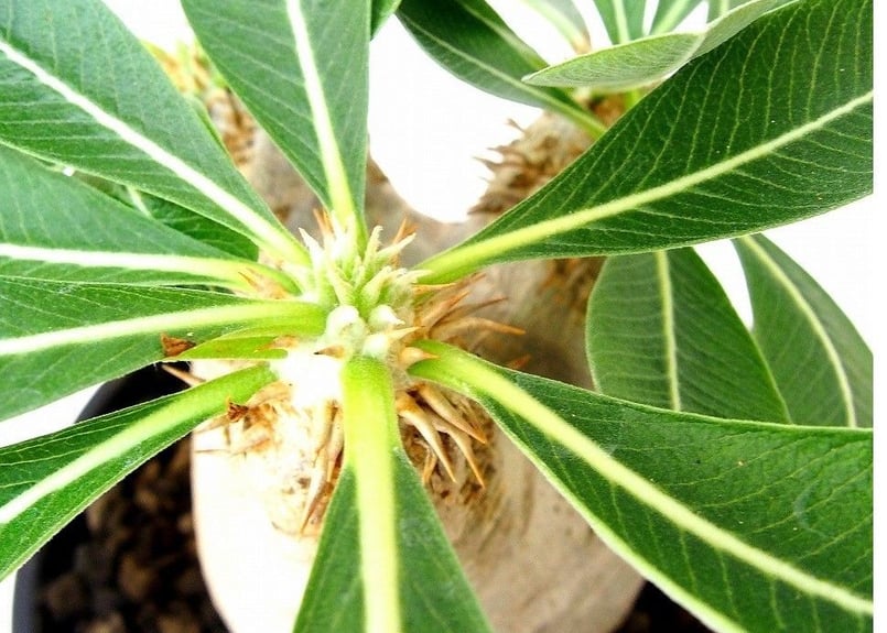 Pachypodium eburneum パキポディウム エブレネウム №1 | mana'