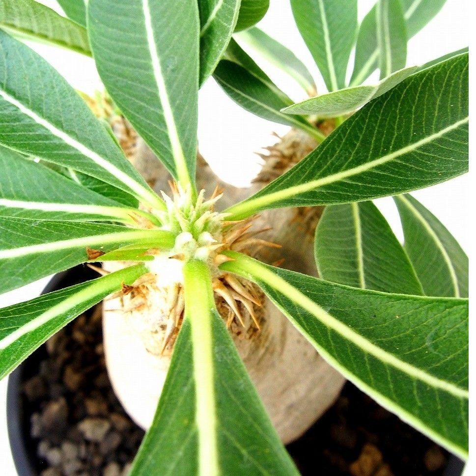 Pachypodium eburneum パキポディウム エブレネウム №1 | mana'